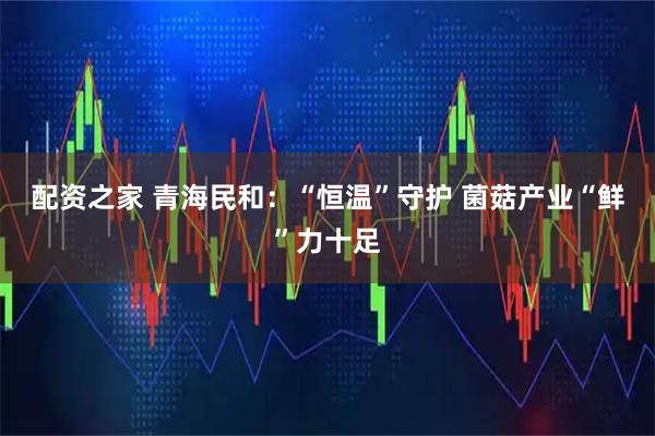 配资之家 青海民和：“恒温”守护 菌菇产业“鲜”力十足